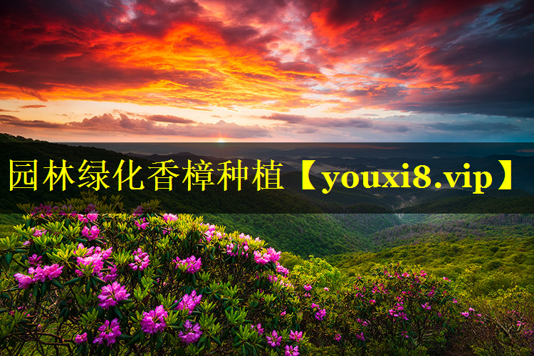 园林绿化香樟种植