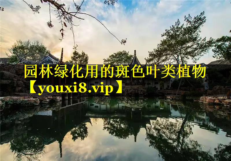 园林绿化用的斑色叶类植物