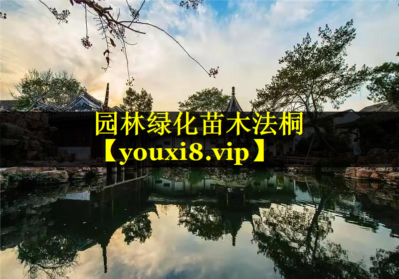 园林绿化苗木法桐