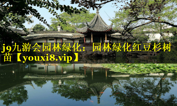 园林绿化红豆杉树苗