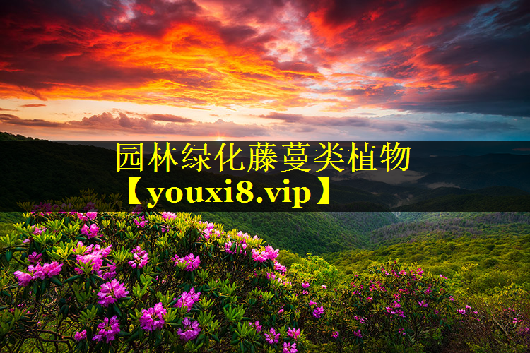 园林绿化藤蔓类植物