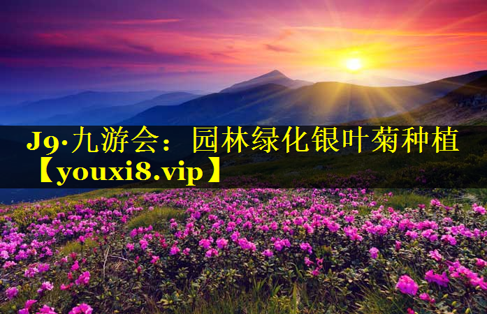 园林绿化银叶菊种植